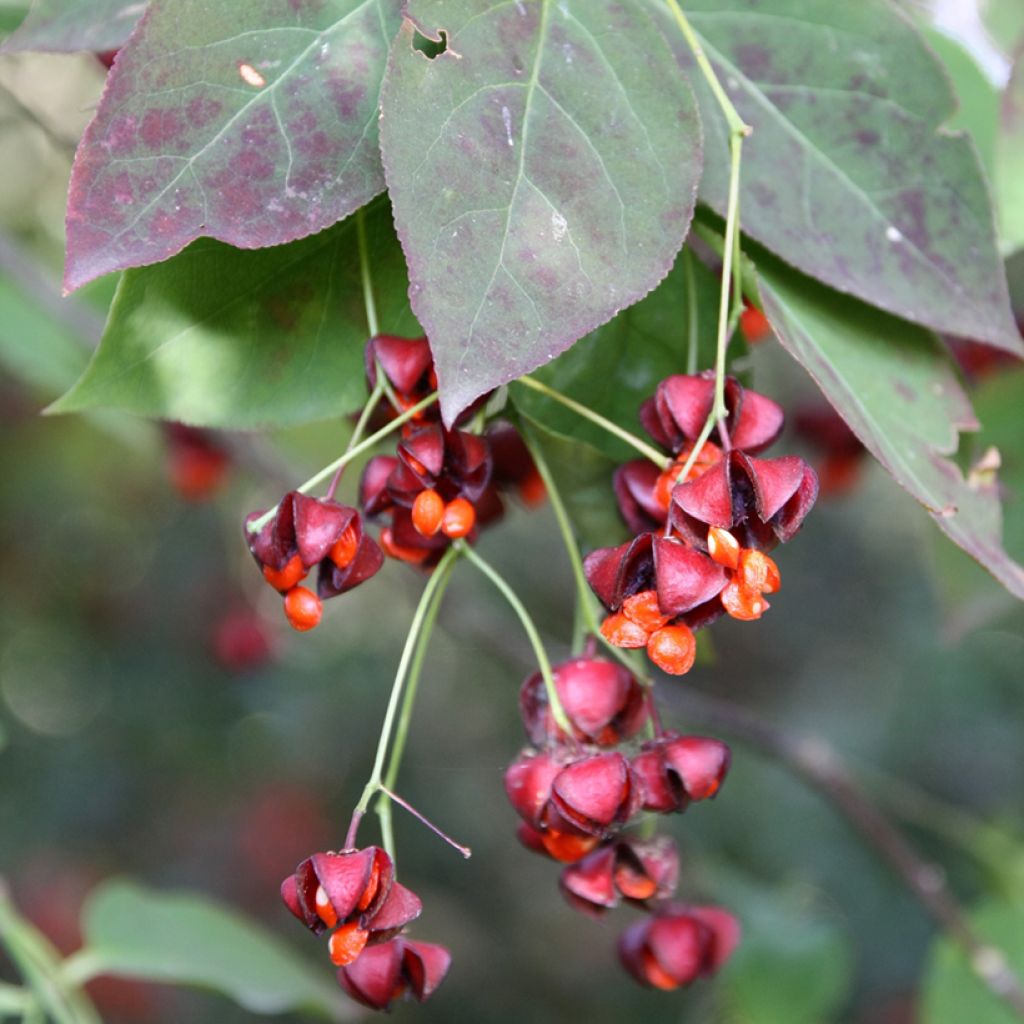 Euonymus planipes - Pfaffenhütchen