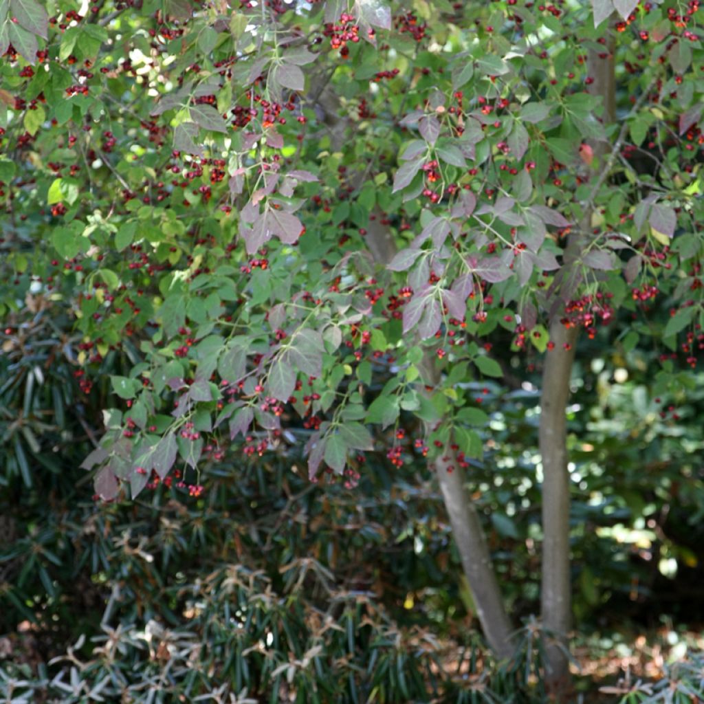 Euonymus planipes - Pfaffenhütchen