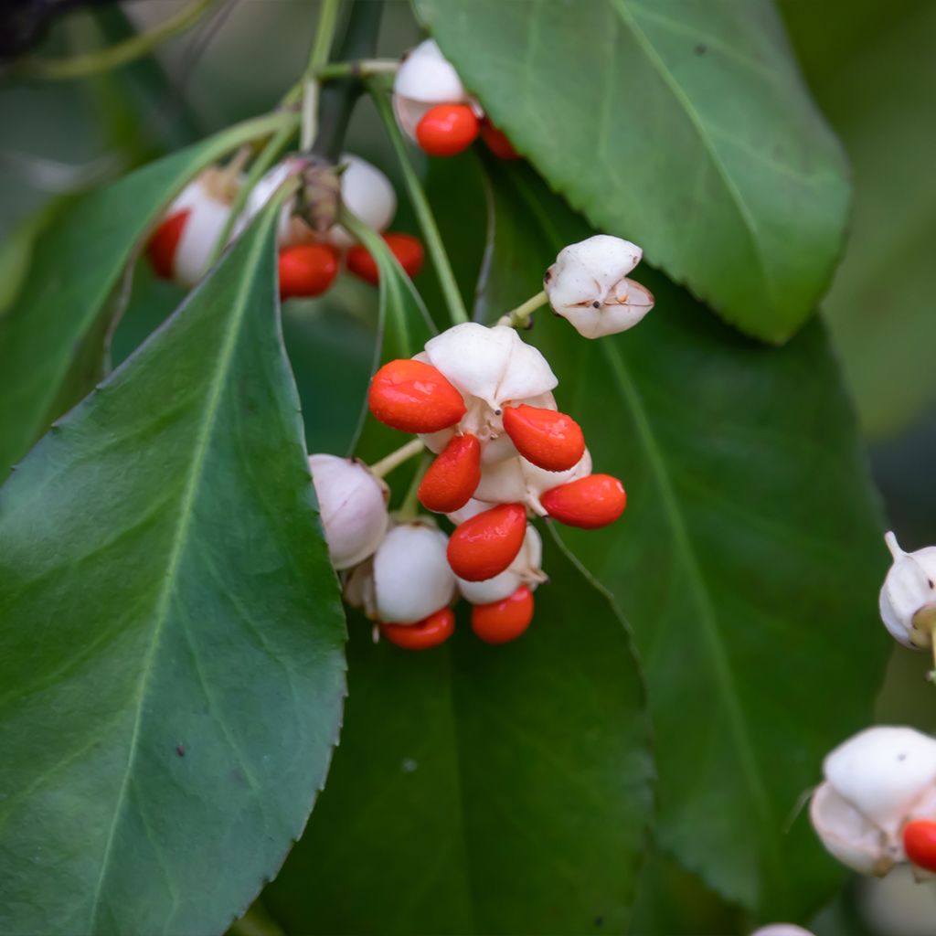 Euonymus tonkinensis - Pfaffenhütchen