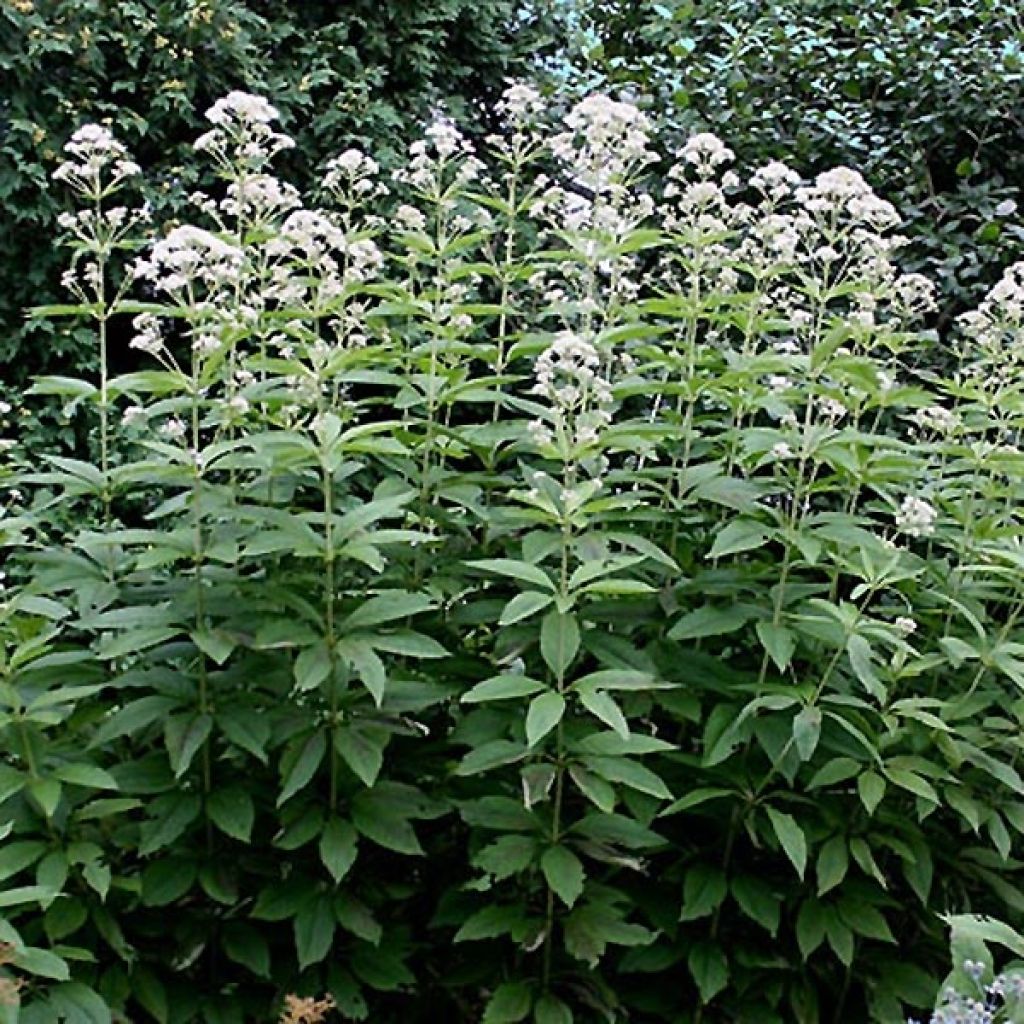 Wasserdost Bartered Bride - Eupatorium fistulosum var. albidum