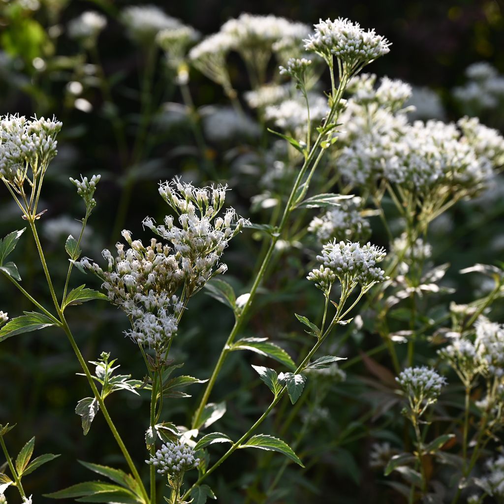 Wasserdost Bartered Bride - Eupatorium fistulosum var. albidum