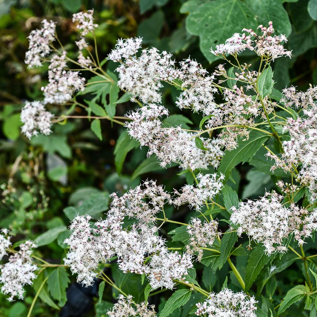 Wasserdost Bartered Bride - Eupatorium fistulosum var. albidum