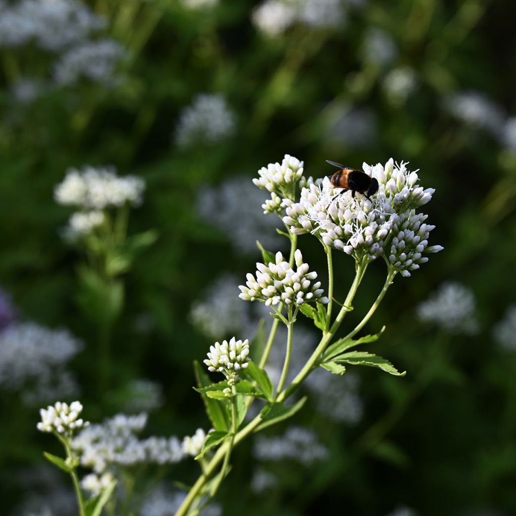 Wasserdost Bartered Bride - Eupatorium fistulosum var. albidum