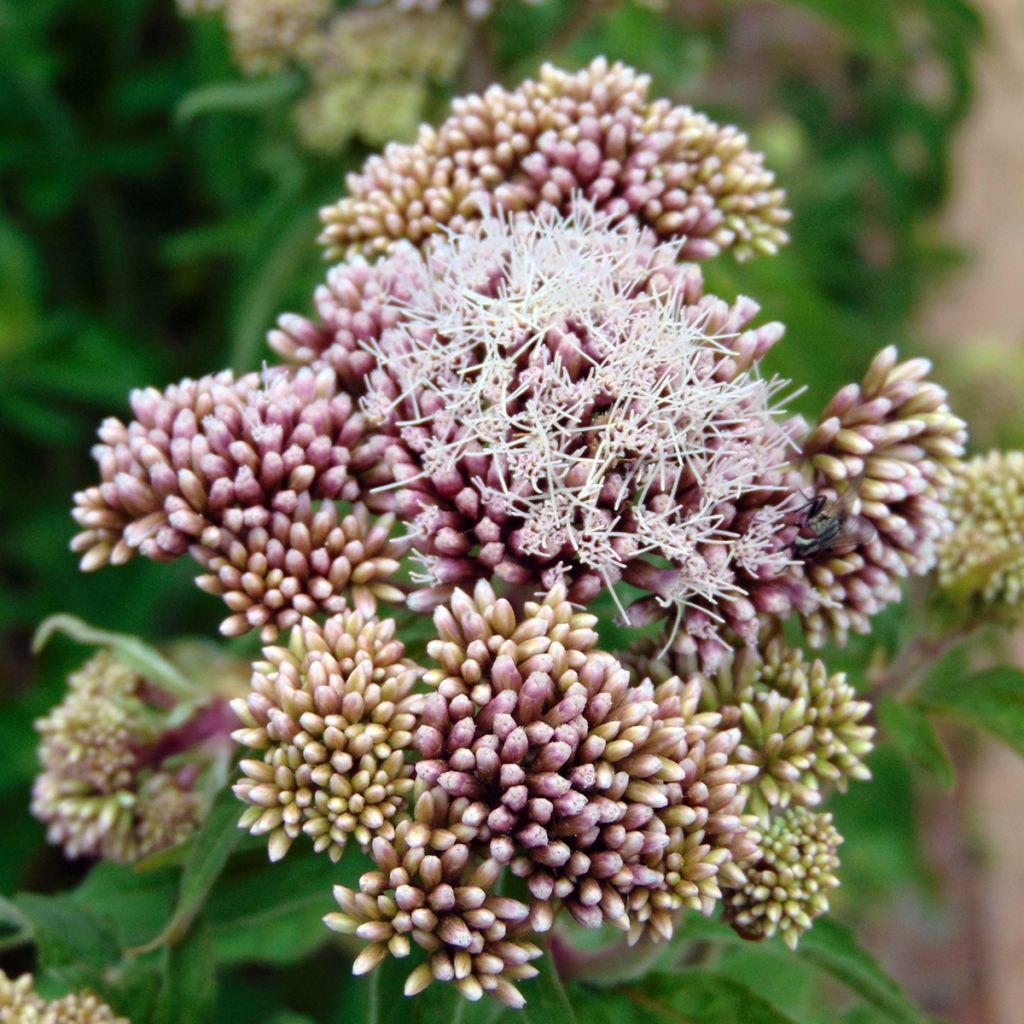 Gewöhnliche Wasserdost Plenum - Eupatorium canabinum