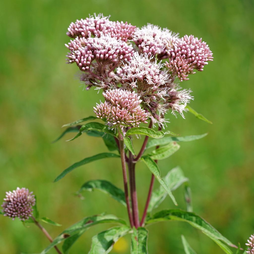 Gewöhnliche Wasserdost Plenum - Eupatorium canabinum