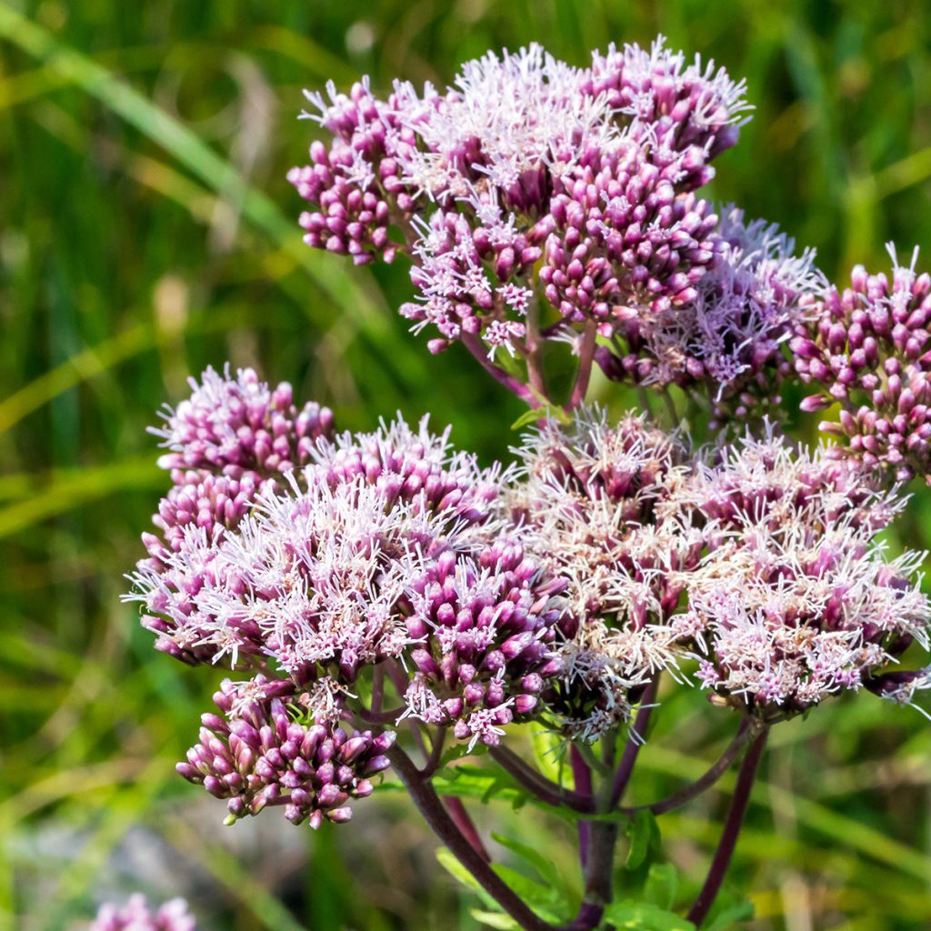 Gewöhnliche Wasserdost Plenum - Eupatorium canabinum