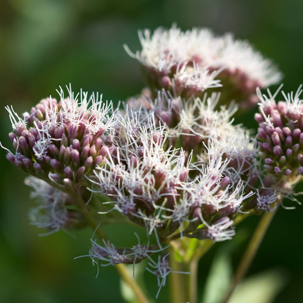 Gewöhnliche Wasserdost Plenum - Eupatorium canabinum