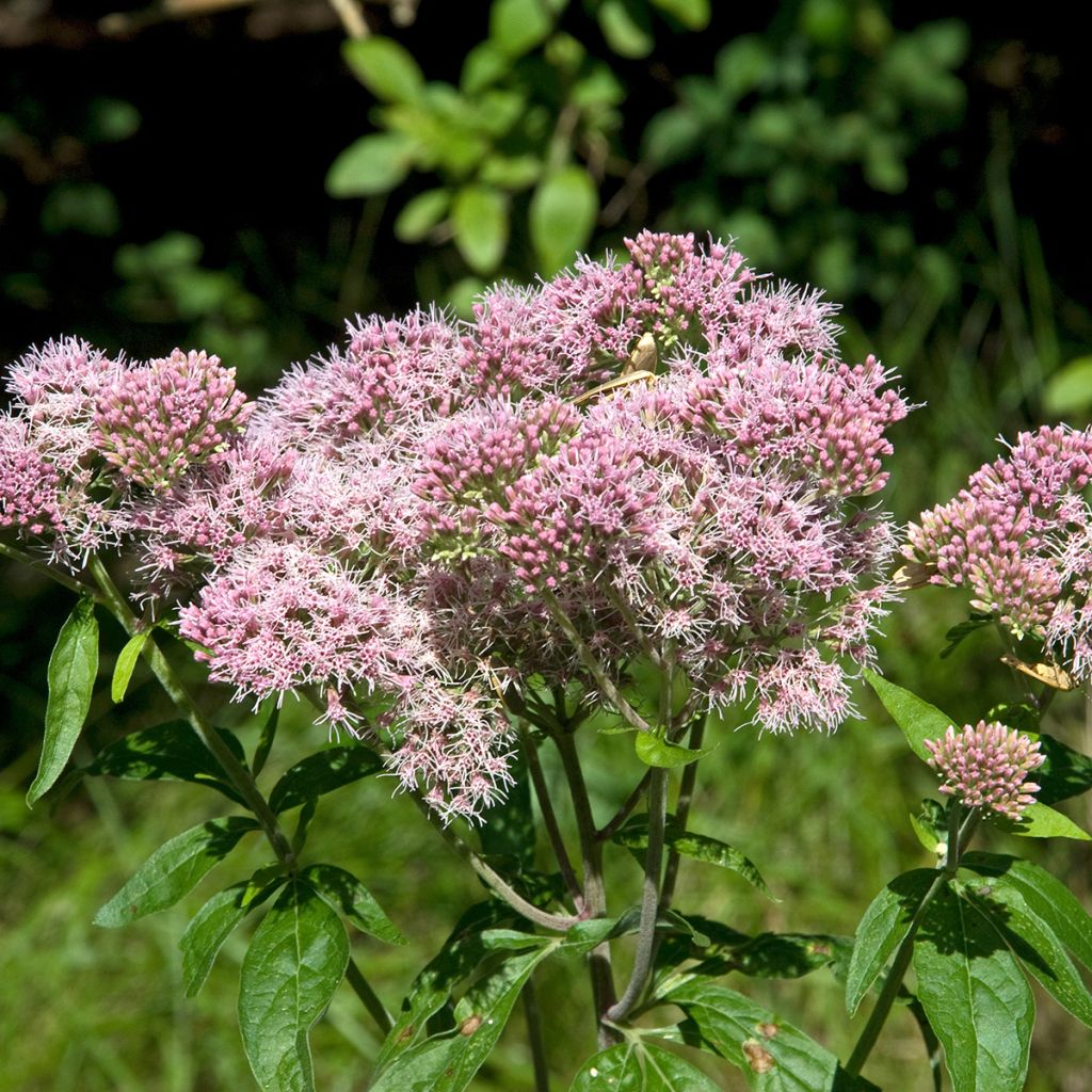 Gewöhnliche Wasserdost Plenum - Eupatorium canabinum