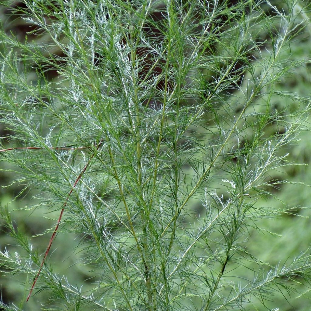 Eupatorium Elegant Plume - Eupatoire