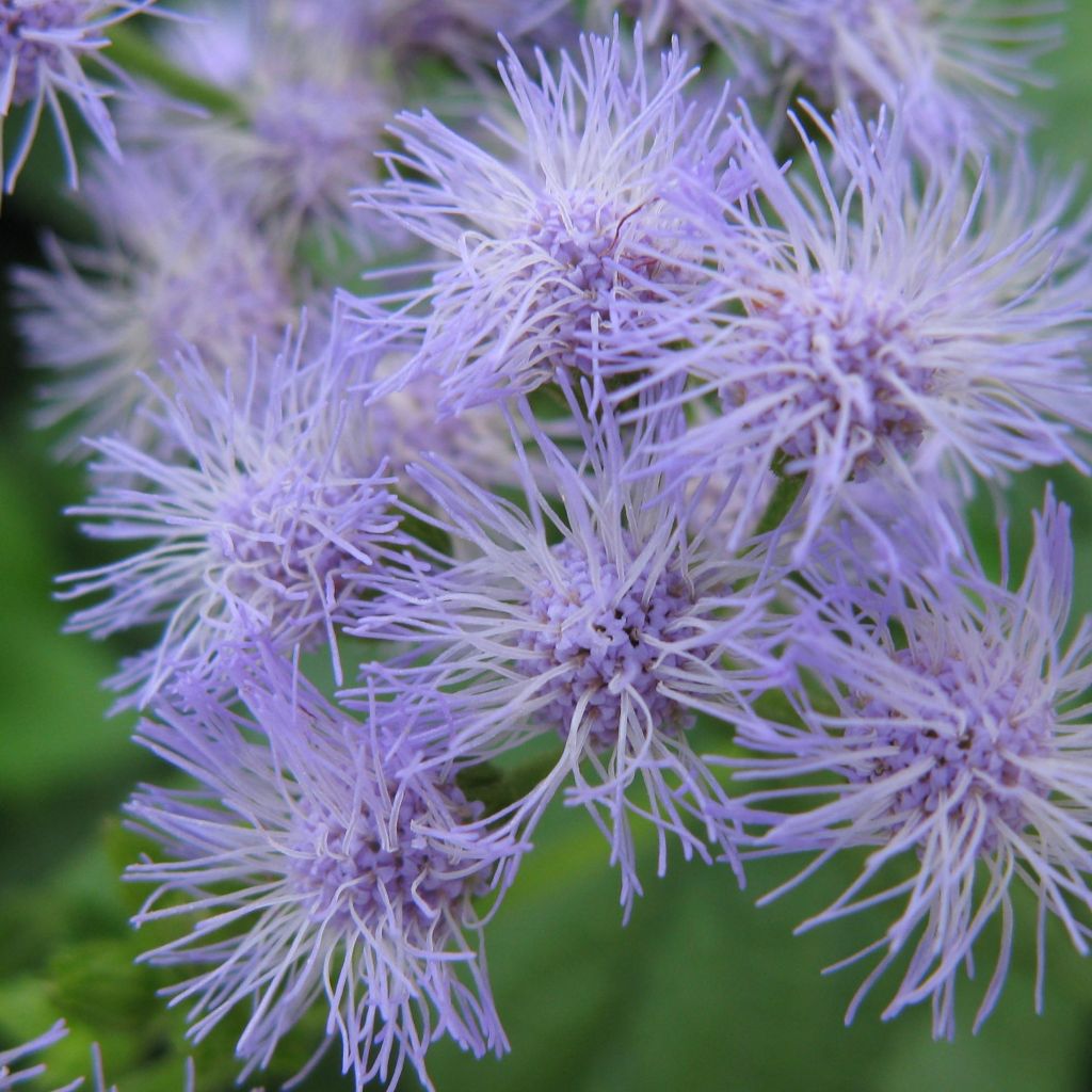 Blauer Wasserdost - Eupatorium coelestinum