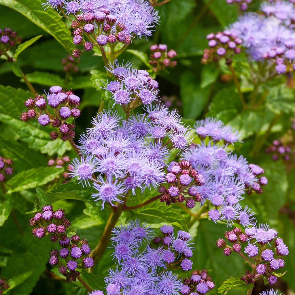 Blauer Wasserdost - Eupatorium coelestinum