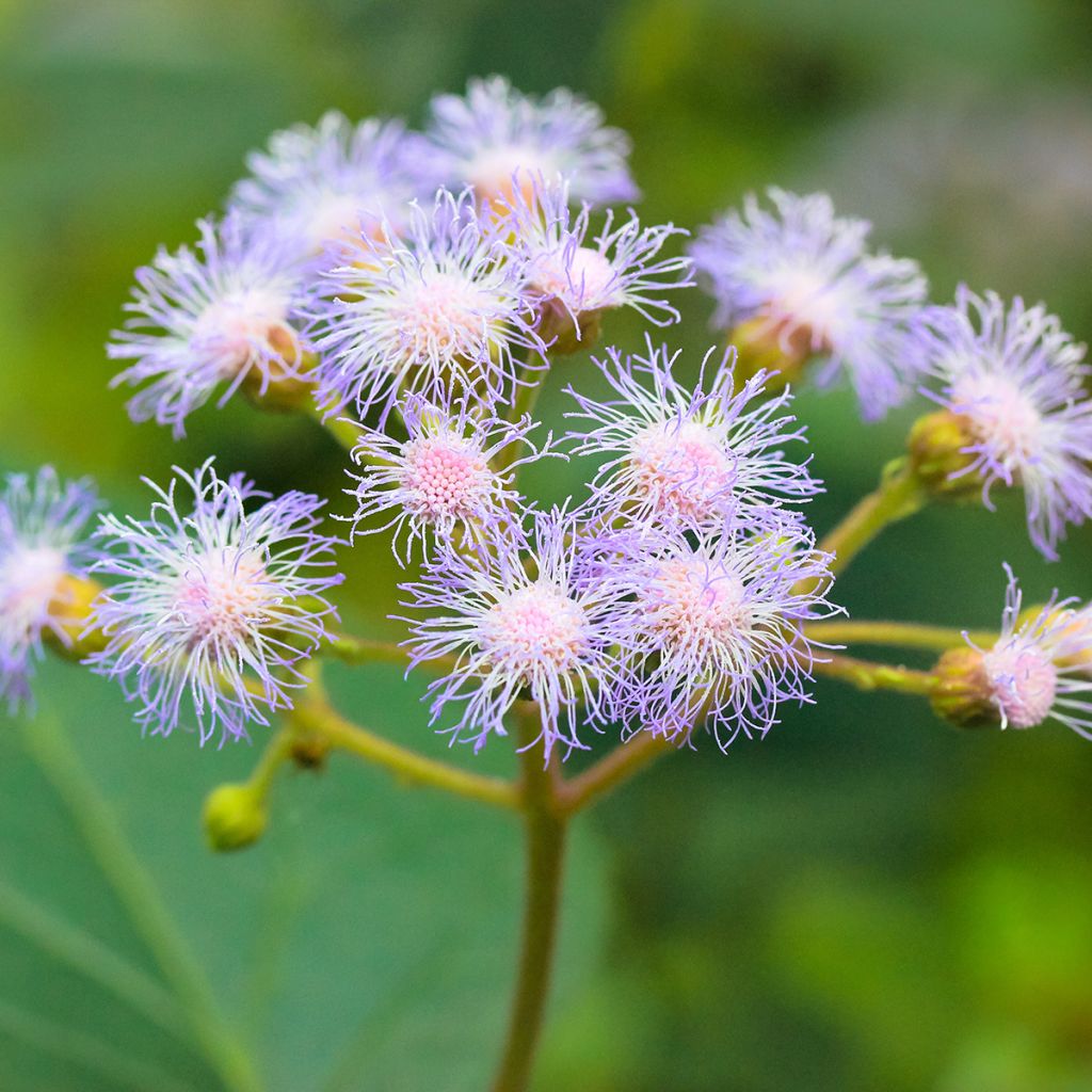 Blauer Wasserdost - Eupatorium coelestinum