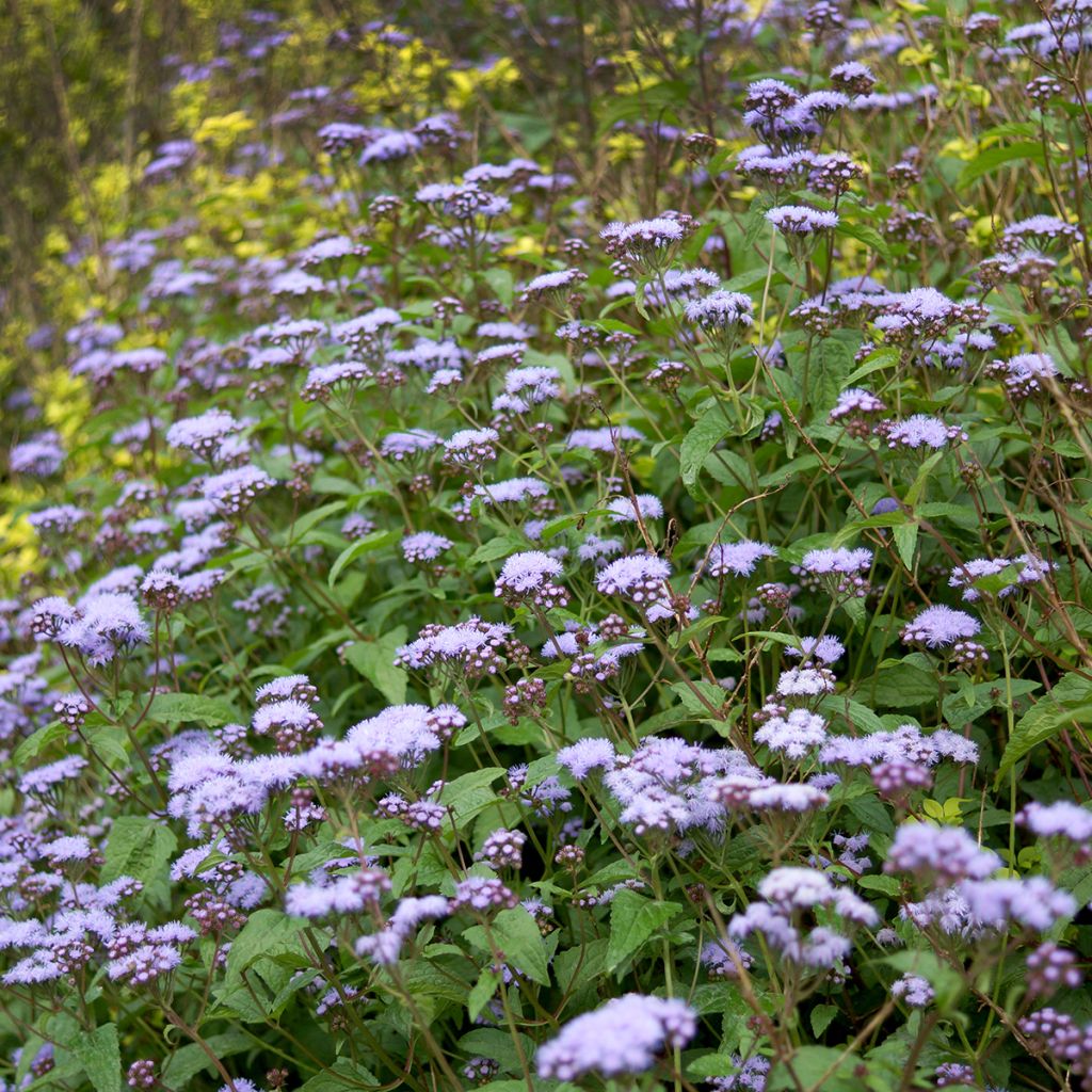 Blauer Wasserdost - Eupatorium coelestinum