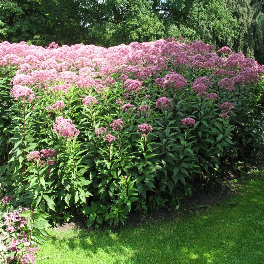 Eupatorium fistulosum Atropurpureum, Eupatoire