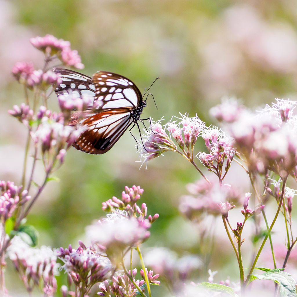 Wasserdost Atropurpureum - Eupatorium fistulosum