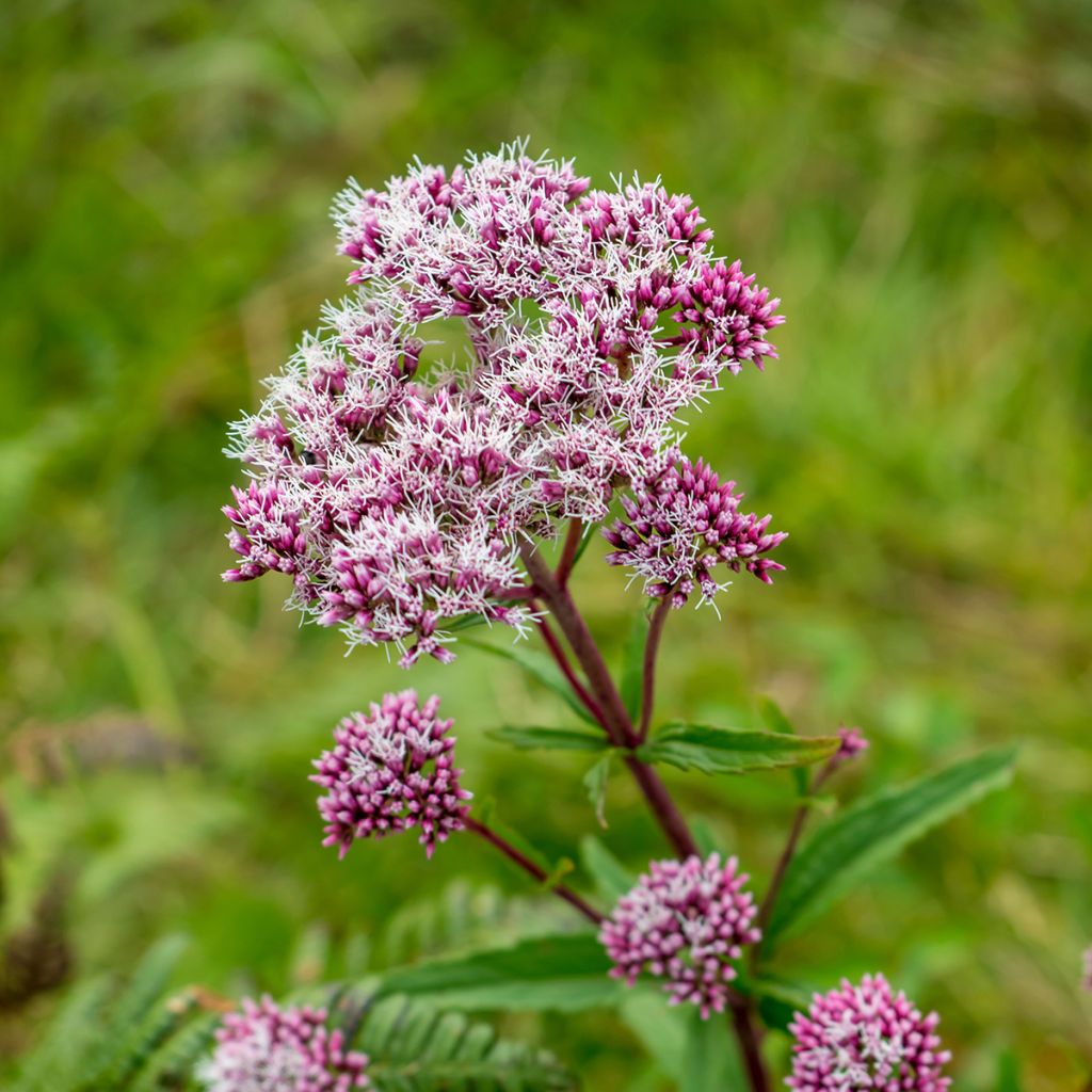 Wasserdost Atropurpureum - Eupatorium fistulosum