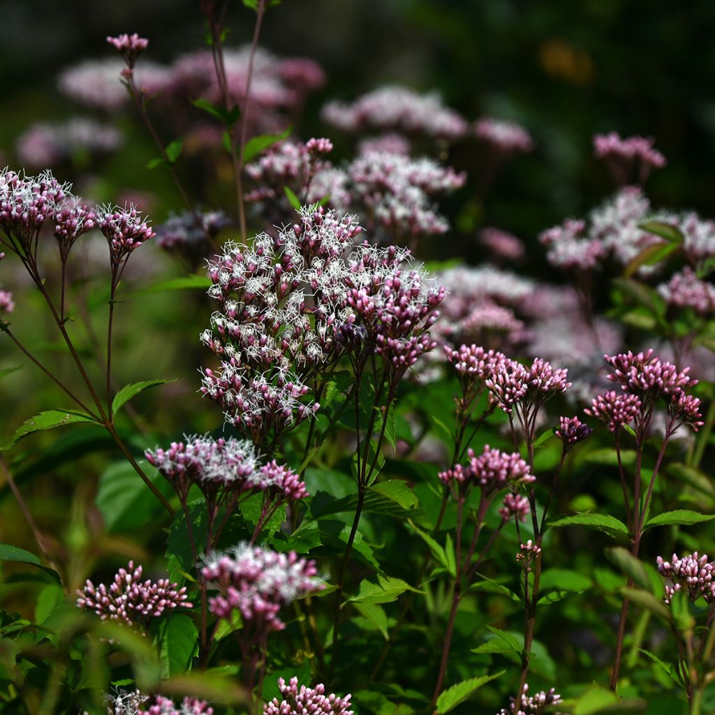 Wasserdost Atropurpureum - Eupatorium fistulosum