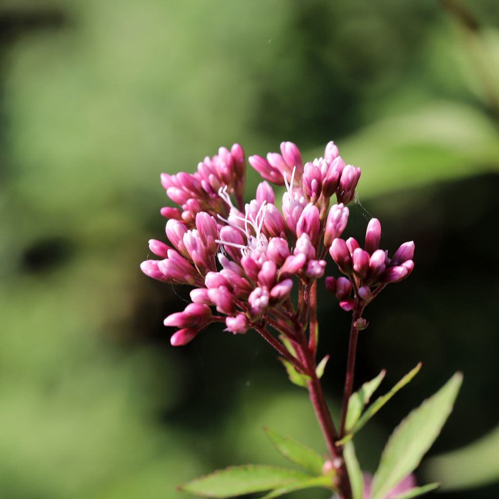 Wasserdost Atropurpureum - Eupatorium fistulosum