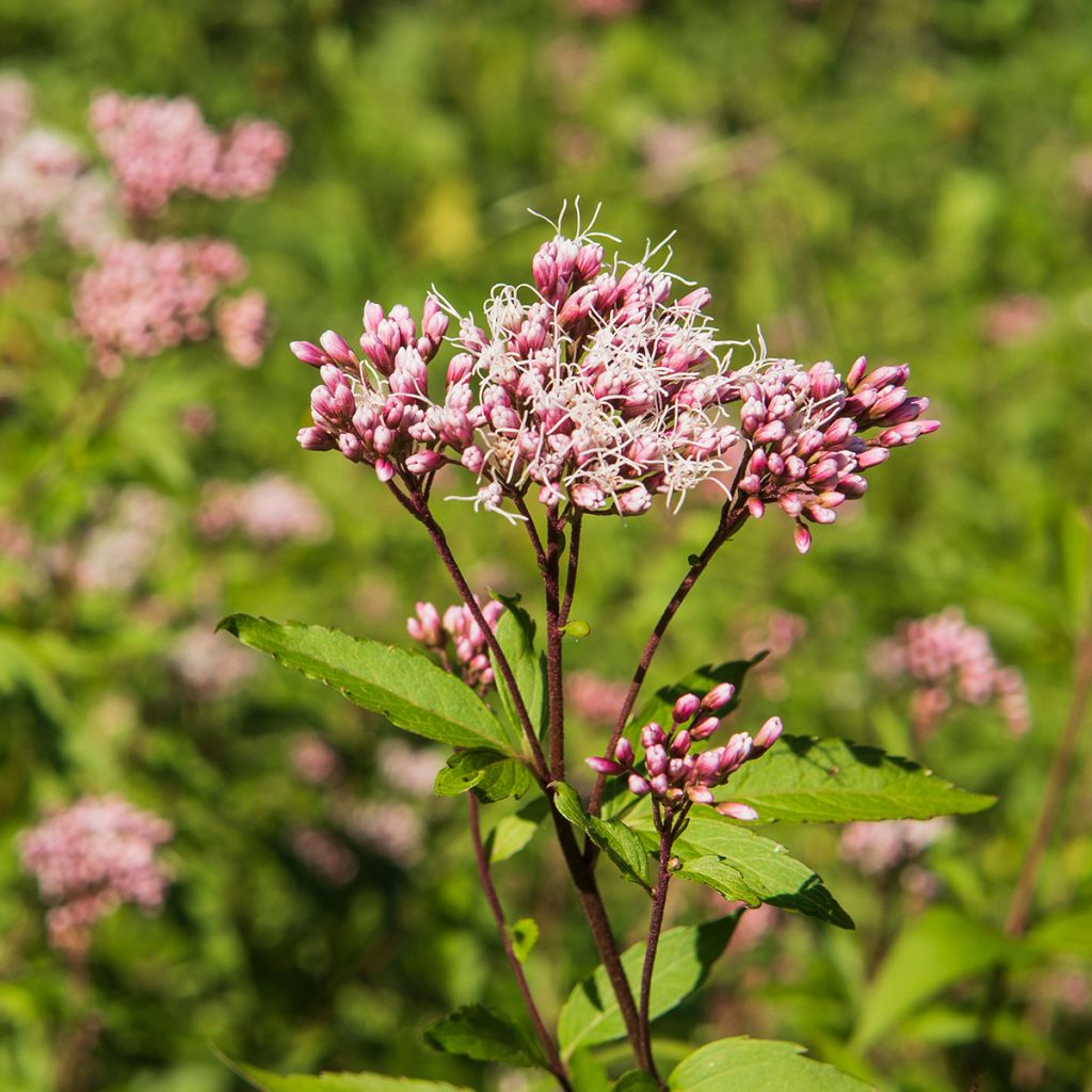 Wasserdost Atropurpureum - Eupatorium fistulosum