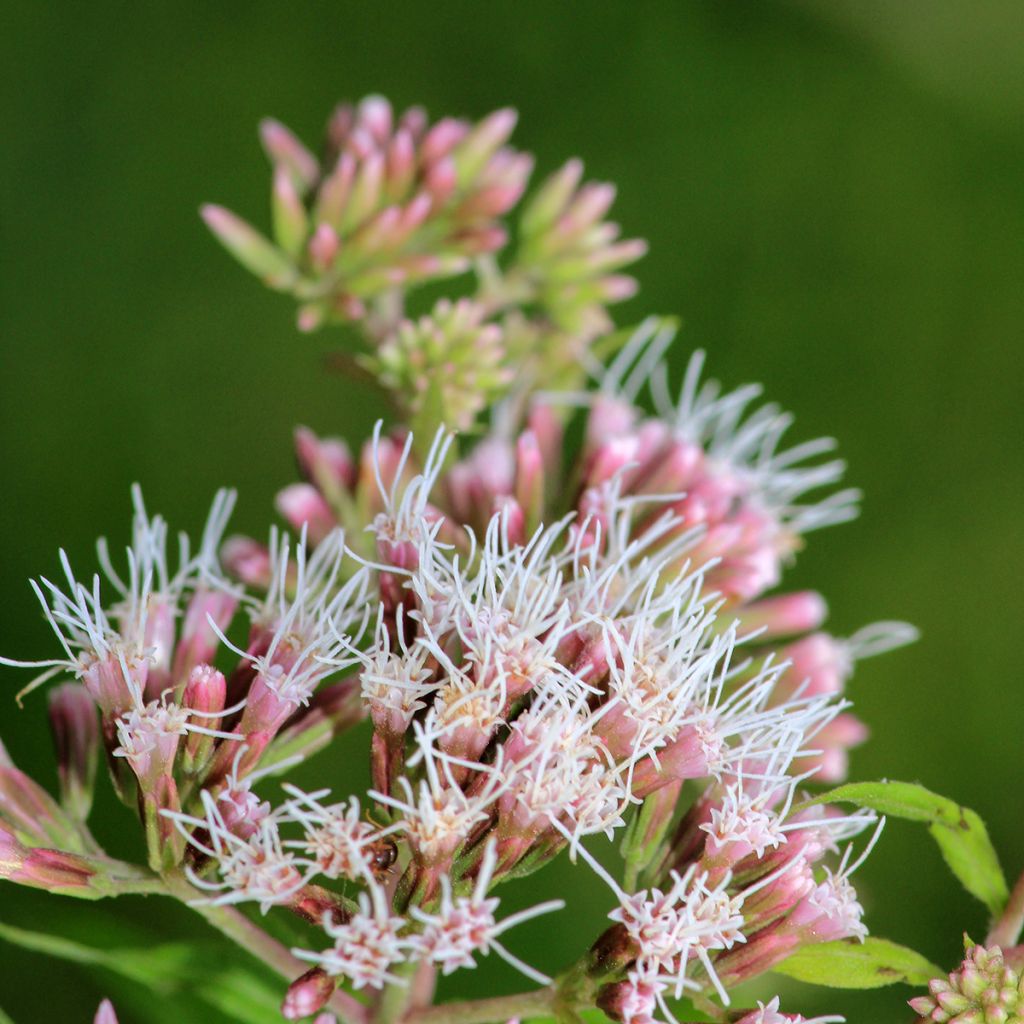 Wasserdost - Eupatorium fortunei