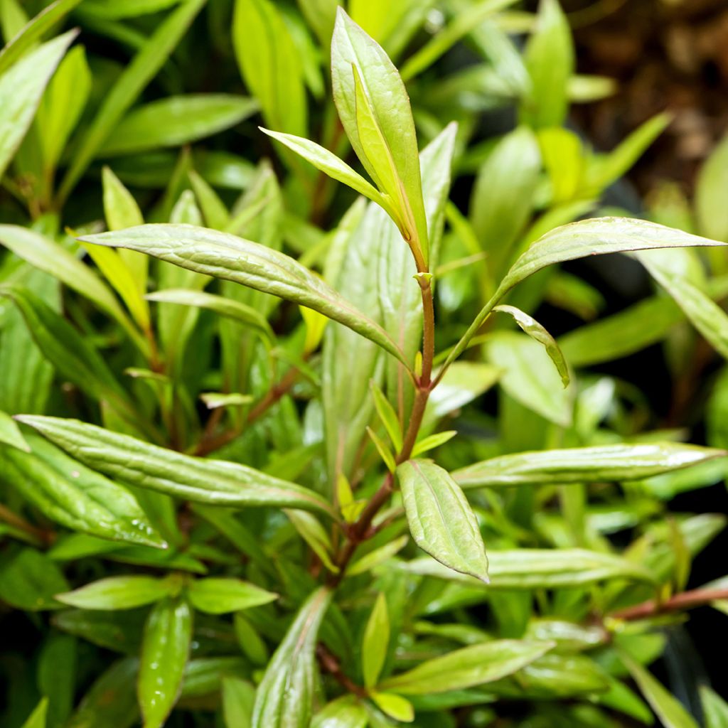 Wasserdost - Eupatorium fortunei