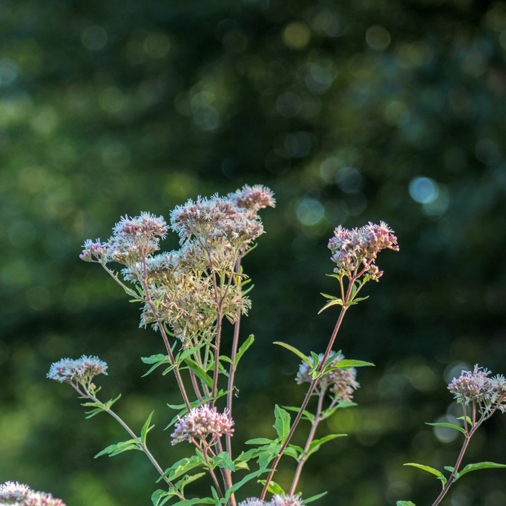 Wasserdost - Eupatorium fortunei