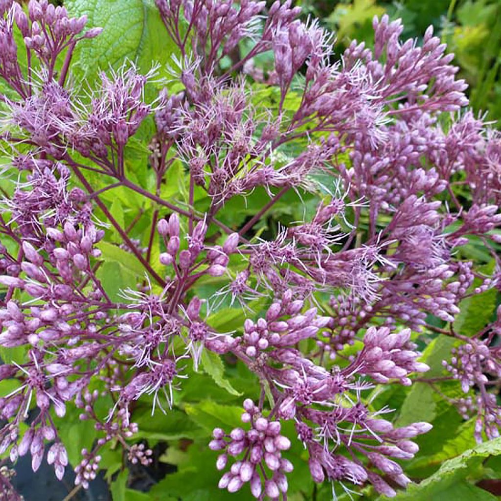 Eupatorium Baby Joe - Wasserdost