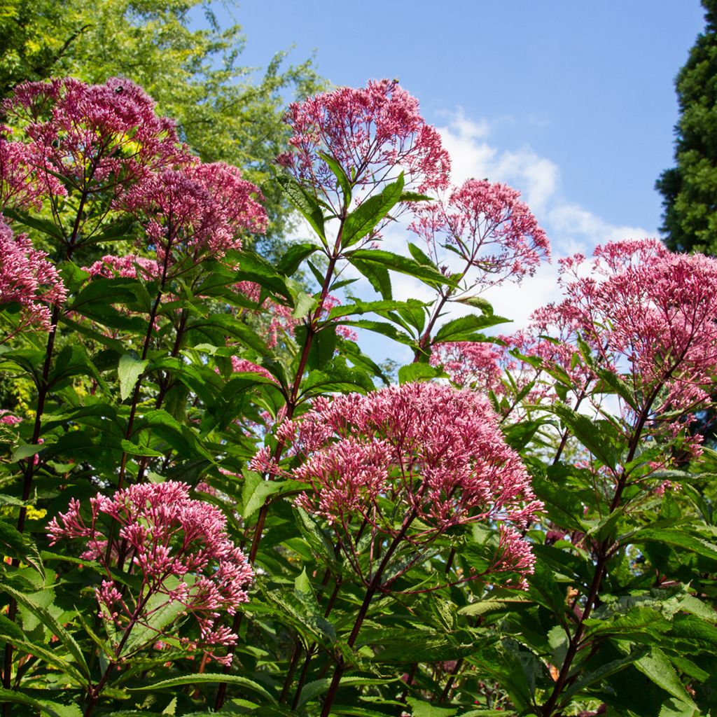 Gefleckter Wasserdost Atropurpureum - Eupatorium maculatum