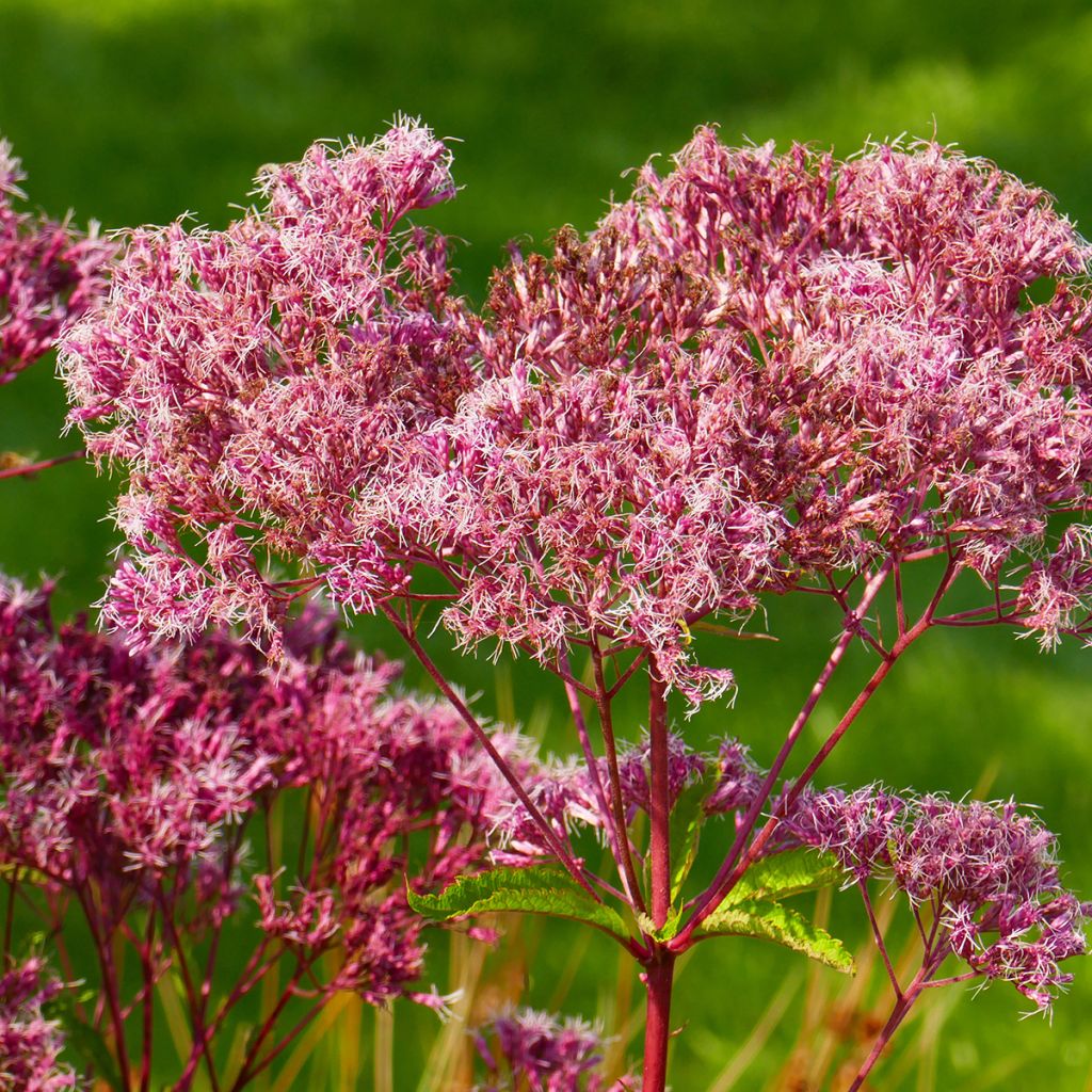 Gefleckter Wasserdost Atropurpureum - Eupatorium maculatum