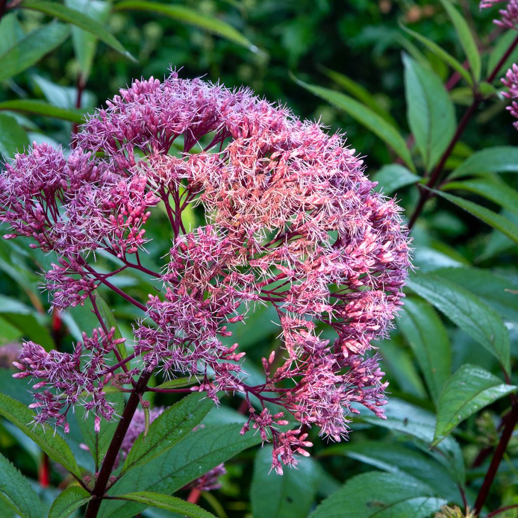 Gefleckter Wasserdost Atropurpureum - Eupatorium maculatum