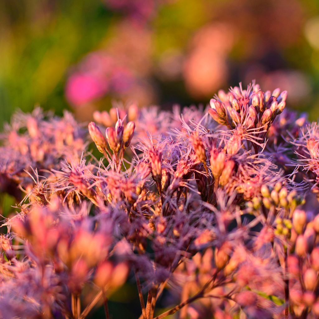 Gefleckter Wasserdost - Eupatorium maculatum