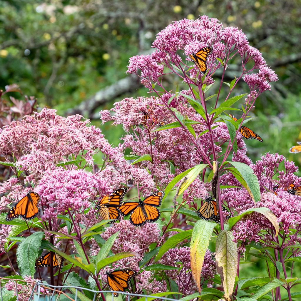 Gefleckter Wasserdost - Eupatorium maculatum