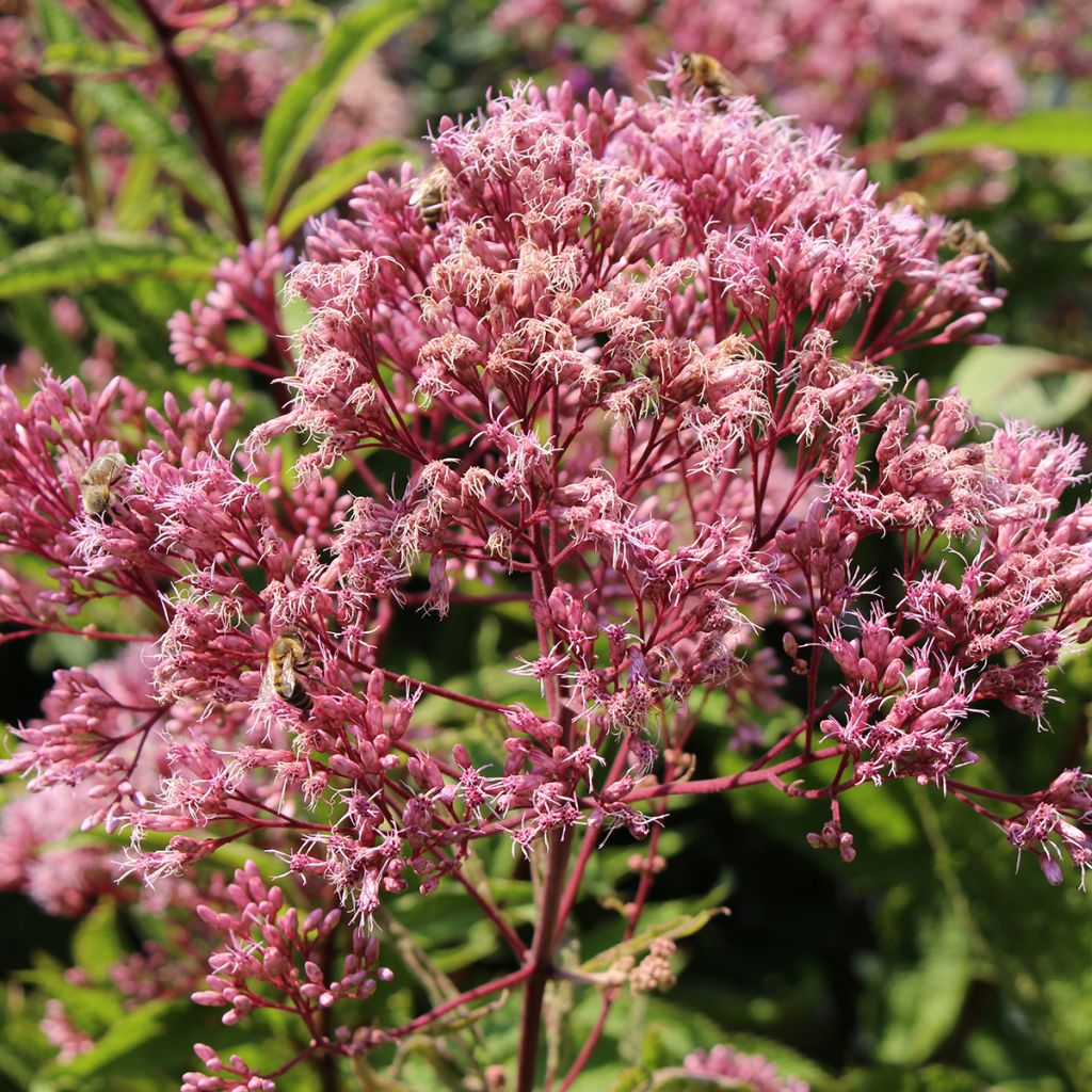 Gefleckter Wasserdost - Eupatorium maculatum