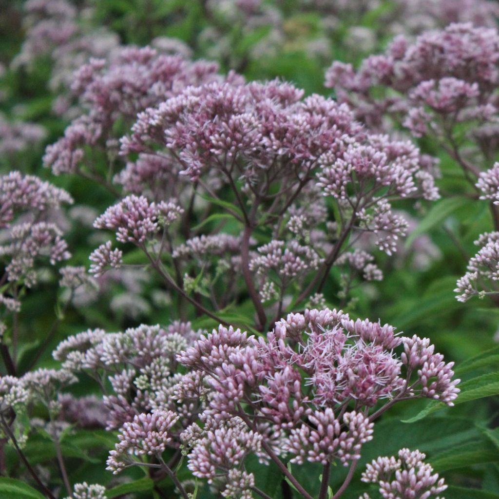 Gefleckter Wasserdost Phantom - Eupatorium maculatum