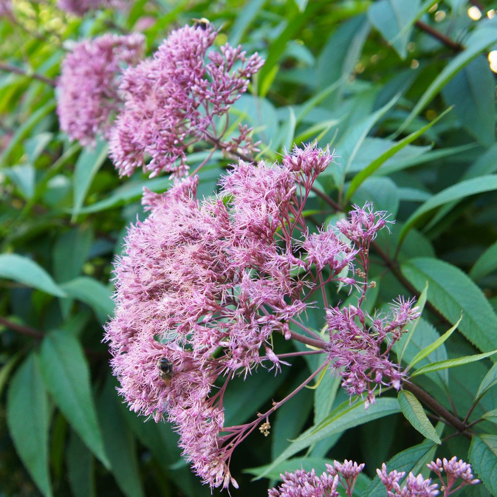 Gefleckter Wasserdost Purple Bush - Eupatorium maculatum