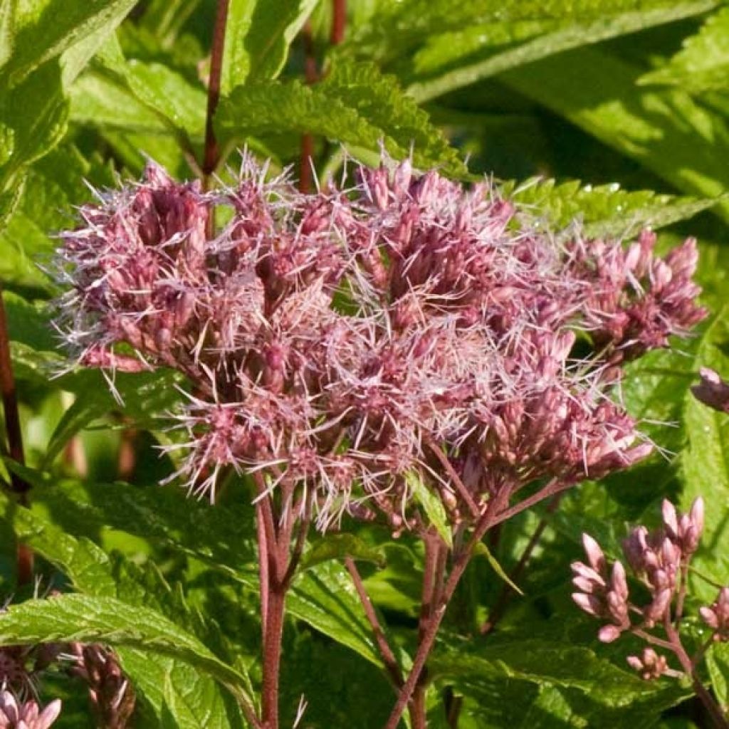 Gefleckter Wasserdost Purple Bush - Eupatorium maculatum