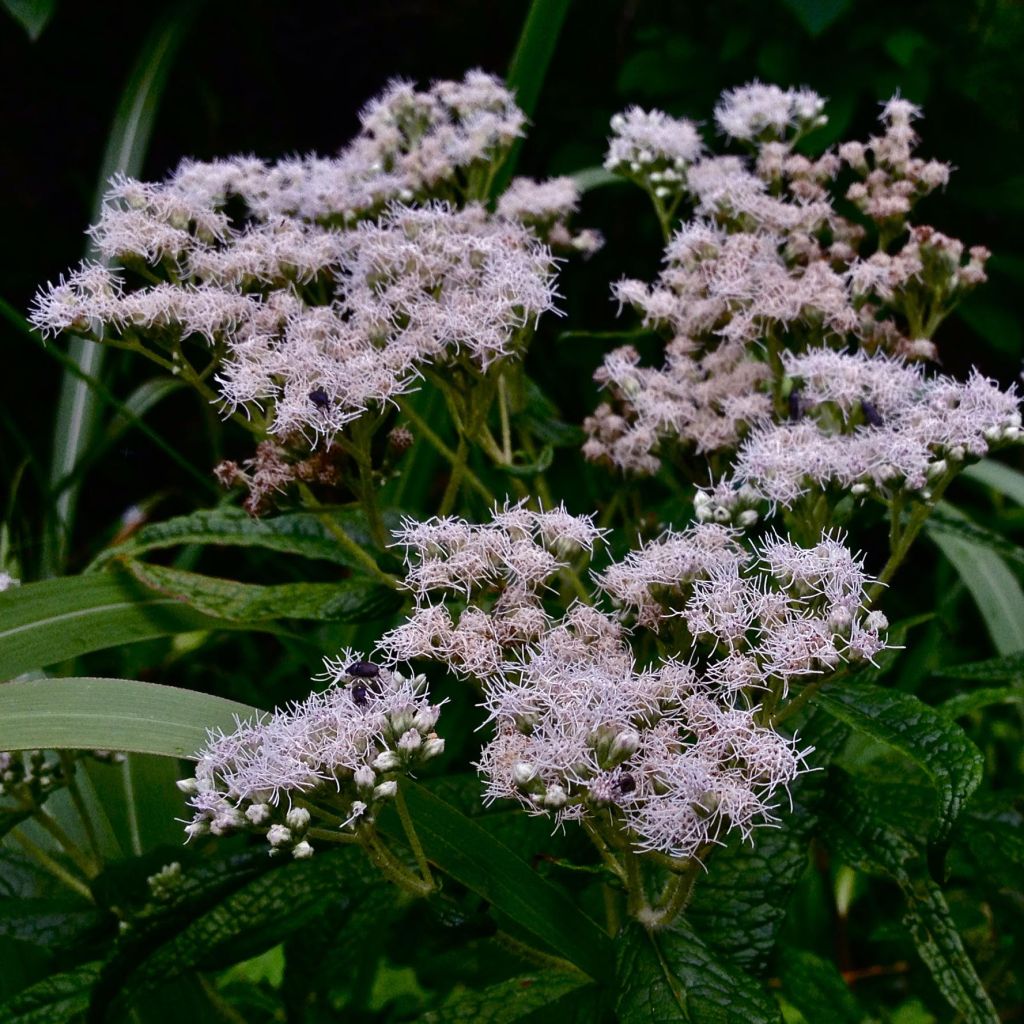 Durchwachsener Wasserdost - Eupatorium perfoliatum