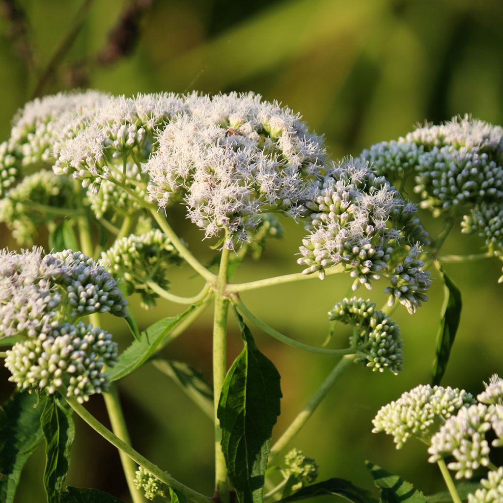 Durchwachsener Wasserdost - Eupatorium perfoliatum