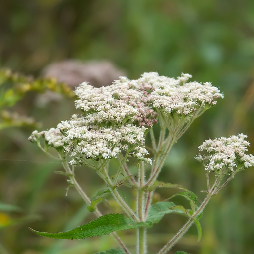 Durchwachsener Wasserdost - Eupatorium perfoliatum