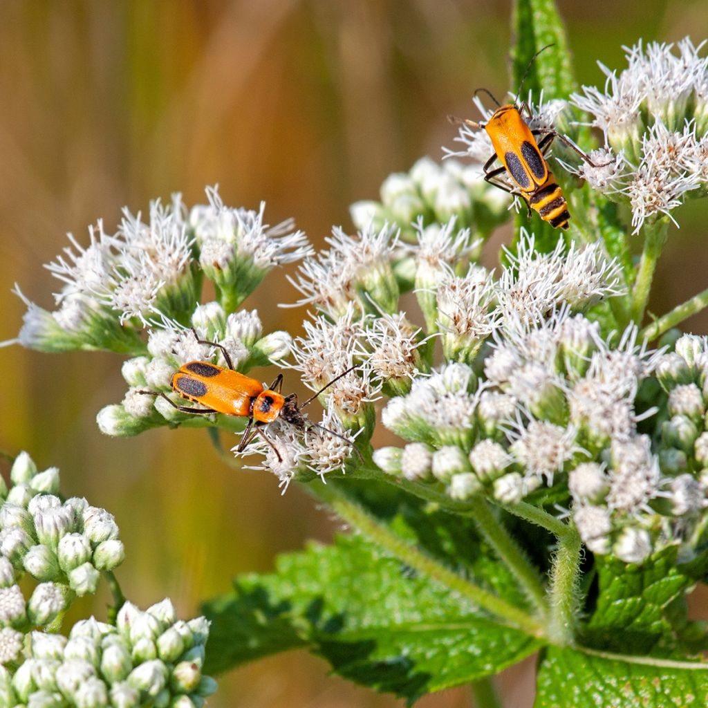 Durchwachsener Wasserdost - Eupatorium perfoliatum