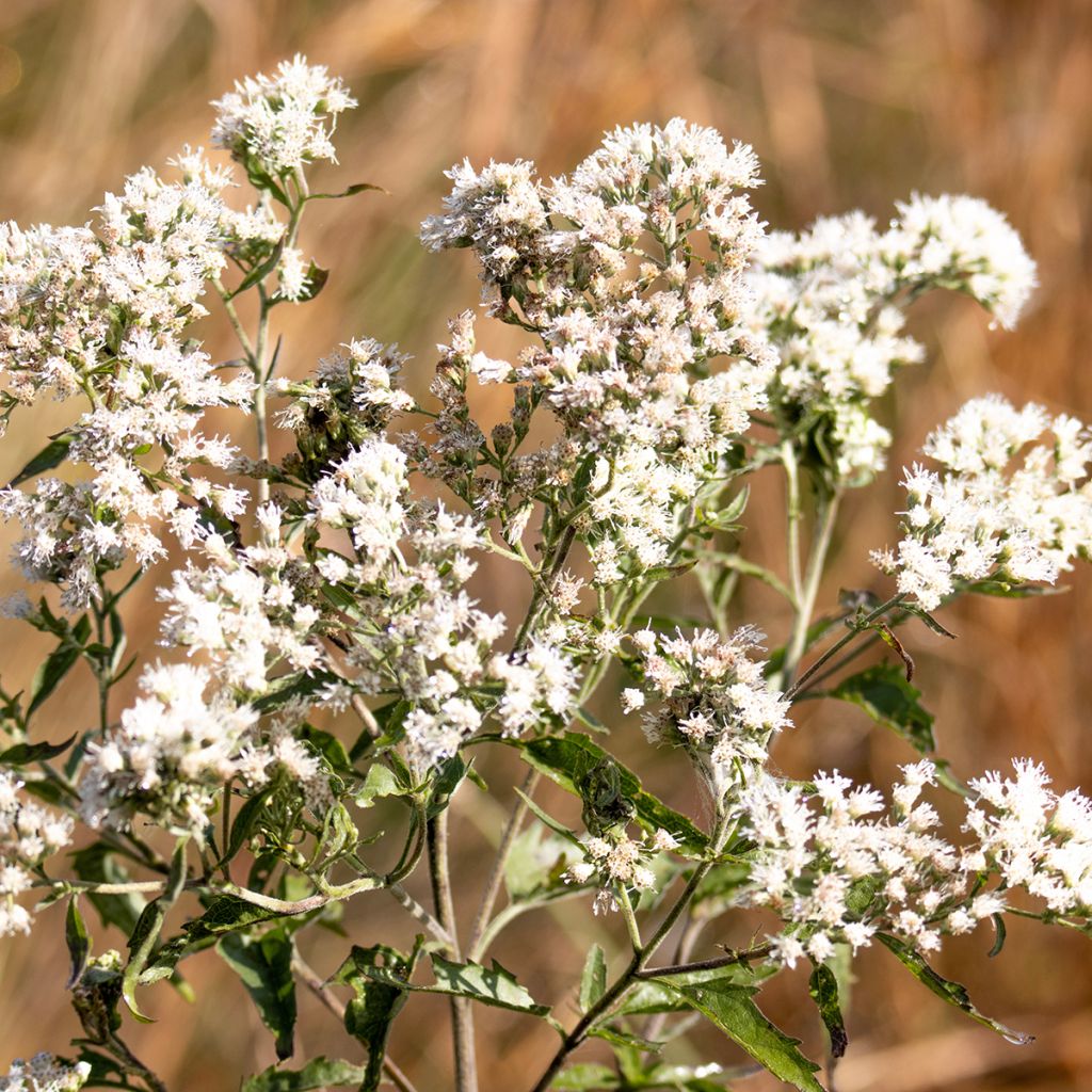 Durchwachsener Wasserdost - Eupatorium perfoliatum