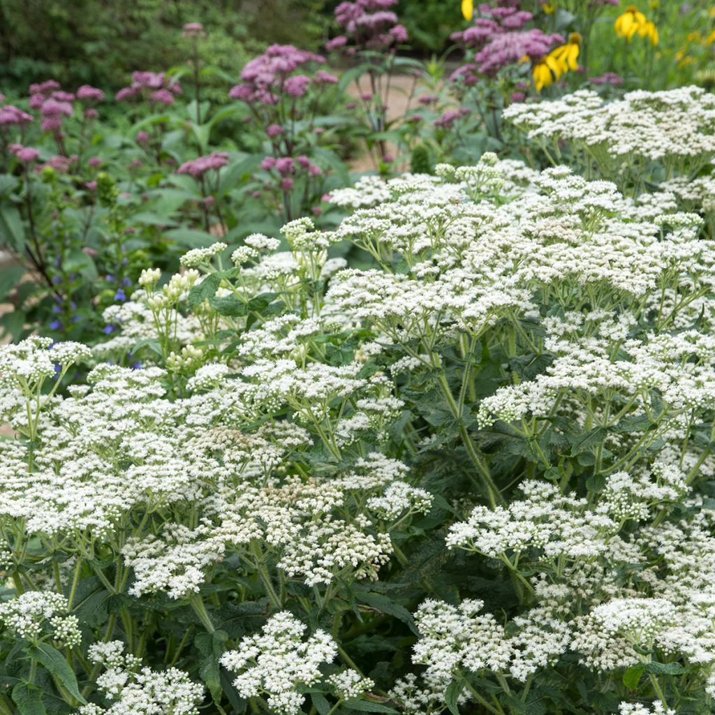 Durchwachsener Wasserdost - Eupatorium perfoliatum