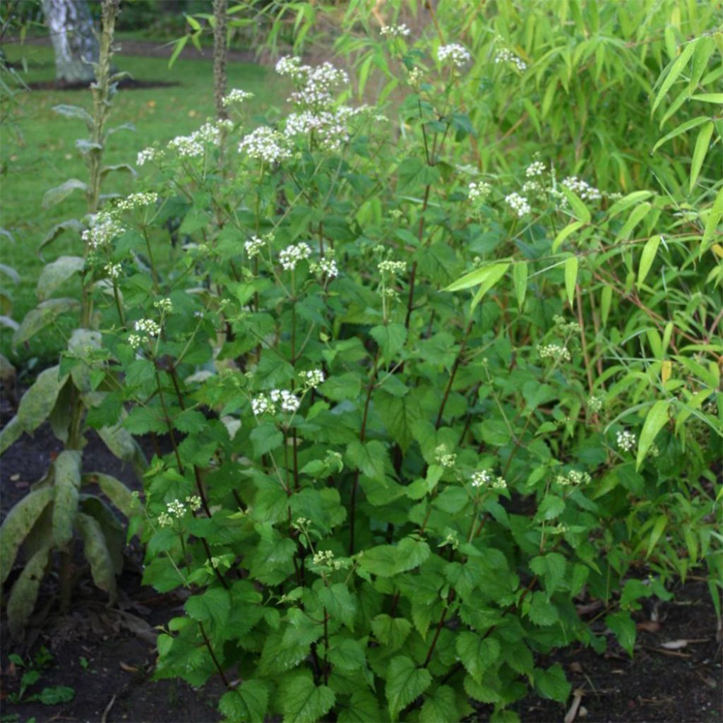 Weißer Wasserdost - Eupatorium rugosum