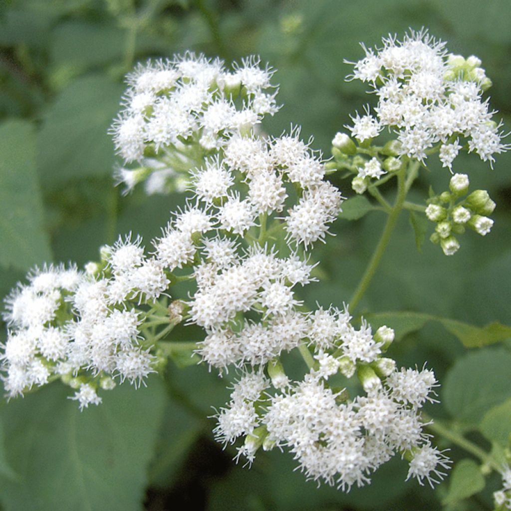 Eupatorium rugosum, Eupatoire