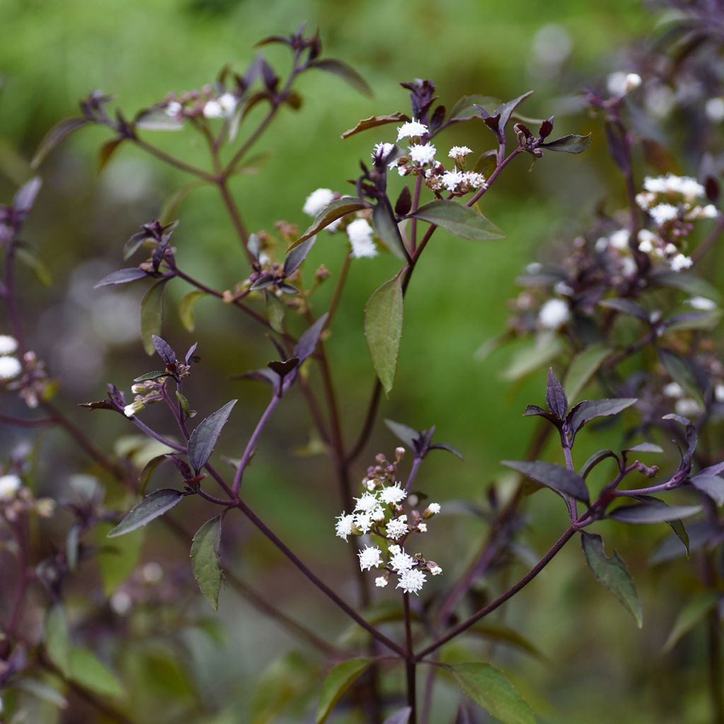 Wasserdost Chocolate - Eupatorium altissima