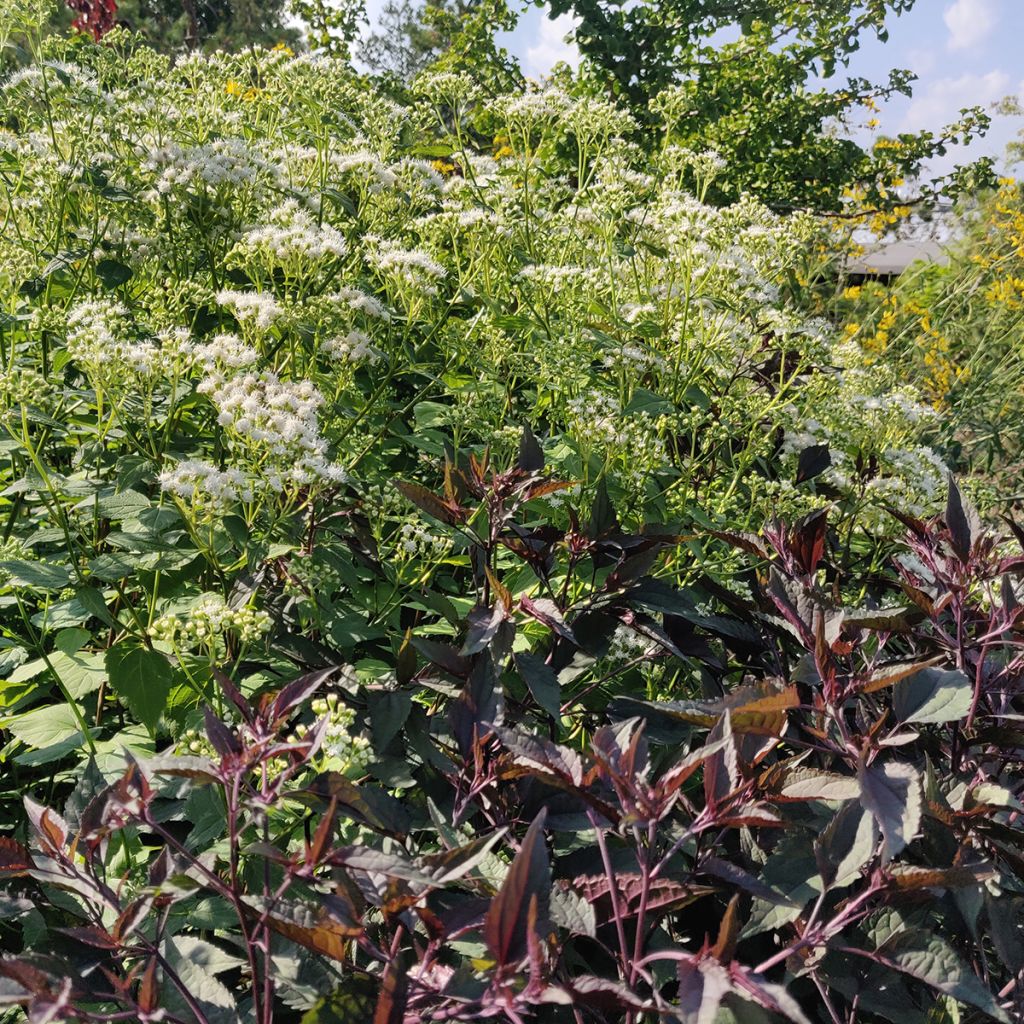 Wasserdost Chocolate - Eupatorium altissima