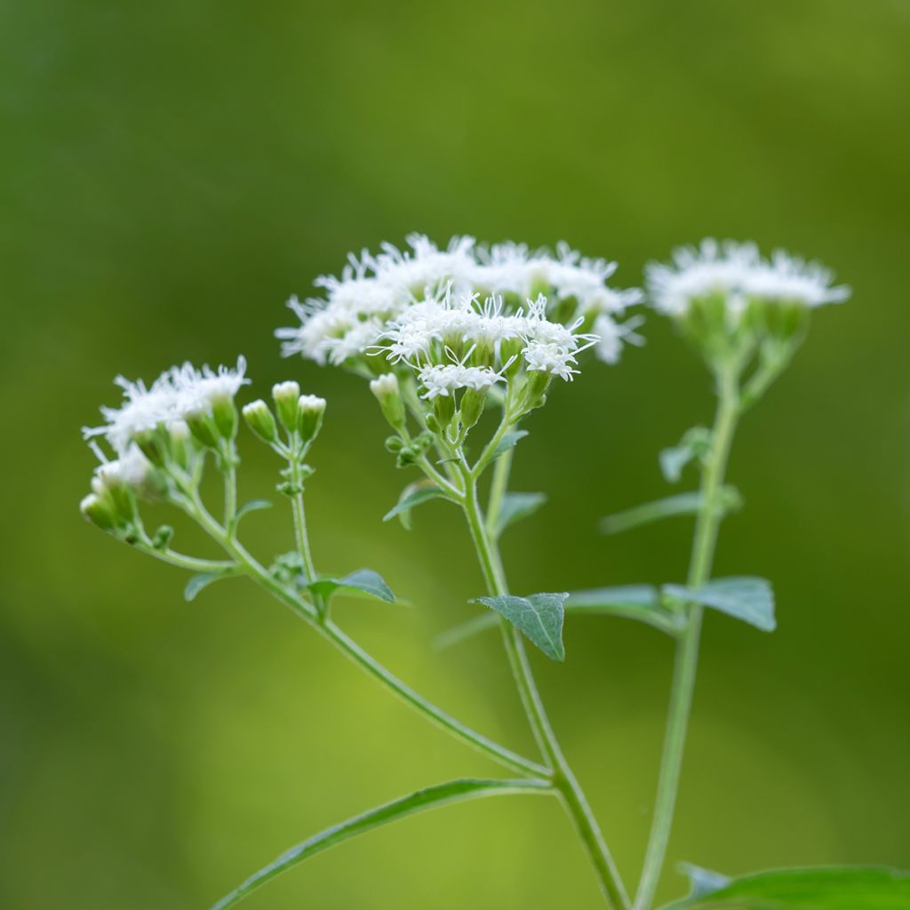 Weißer Wasserdost - Eupatorium rugosum