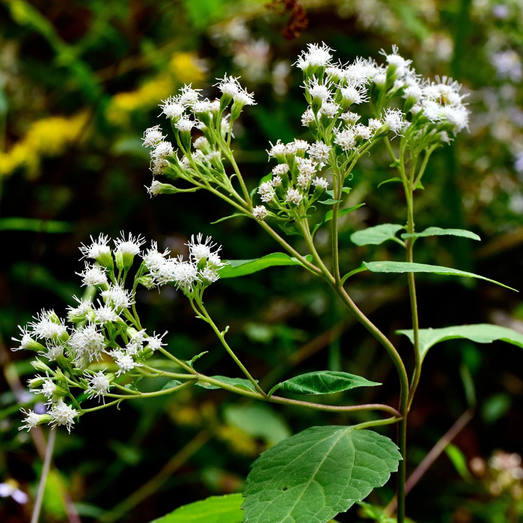 Weißer Wasserdost - Eupatorium rugosum