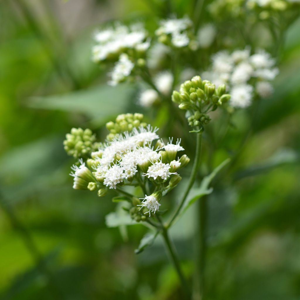 Weißer Wasserdost - Eupatorium rugosum