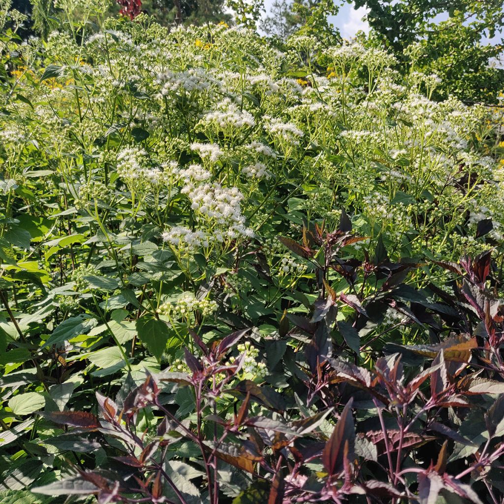 Weißer Wasserdost Braunlaub - Eupatorium rugosum